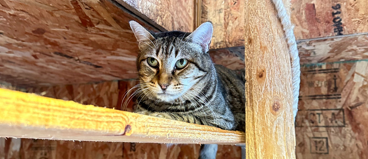 猫庭の猫たちの穏やかなカット