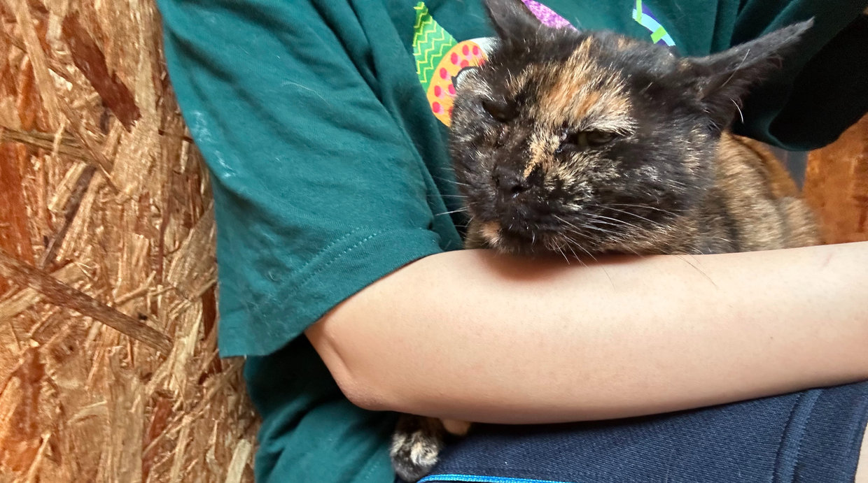 華ちゃん(三毛猫)